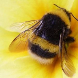 Meet your Posher, Abigail